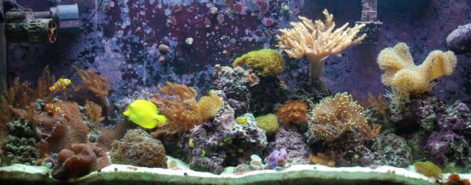 55 gallons reef tank (mostly live coral and fish) - My newest FTS of my softy and LPS dominated reef tank