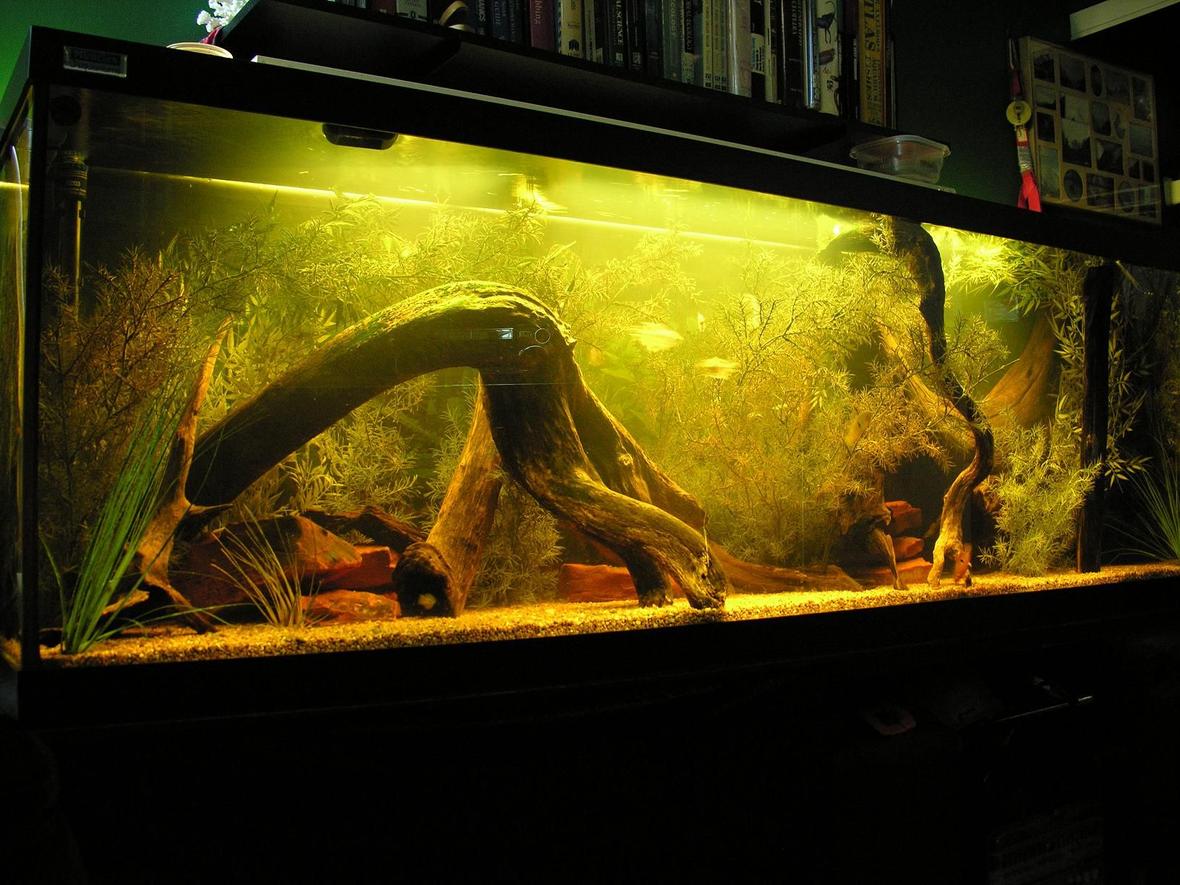 fish tank picture - west African riverine tank