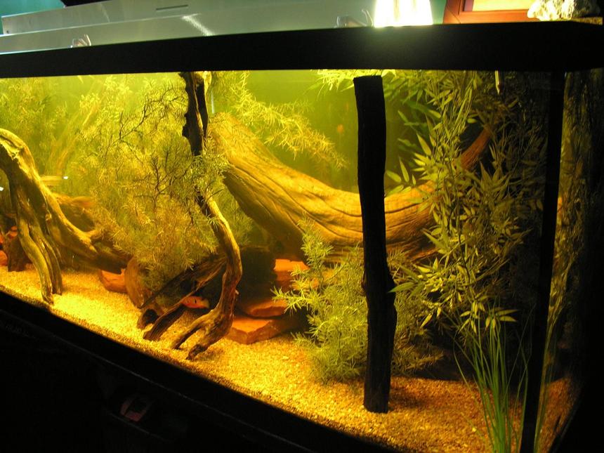 Rated #749: 120 Gallons Freshwater Fish Tank - another tank pic