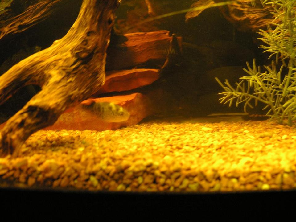freshwater fish - tetraodon travancoricus - indian dwarf puffer stocking in 120 gallons tank - puffer