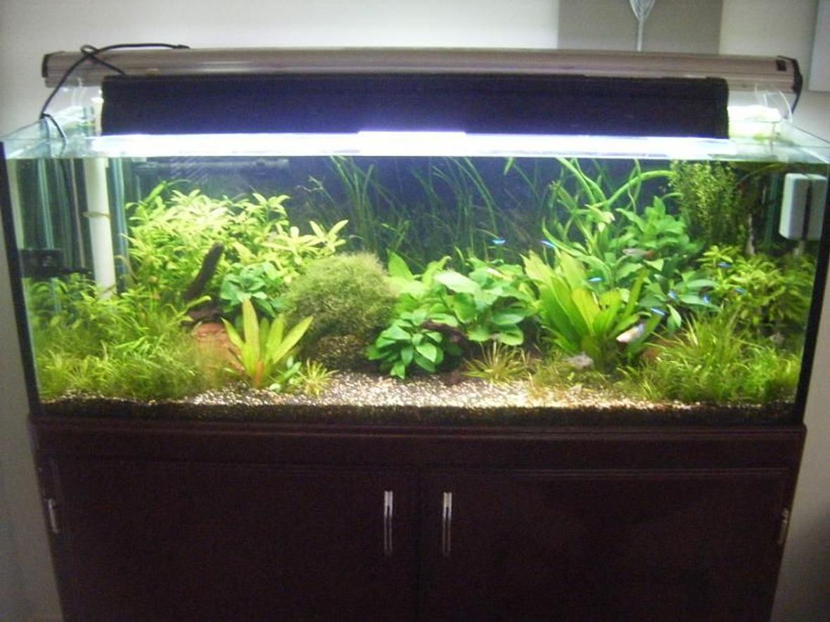 50 gallons planted tank (mostly live plants and fish) - update of my plant tank