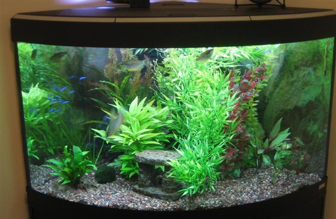 55 gallons planted tank (mostly live plants and fish) - I have had this corner unit for about a year. Equipment includes a Fluval 205 canister filter, Aquaclear powerhead with quickfilter attachment and a heater. There is also a "cave" in the back corner (cannot be seen in the photo) which the gouramis/loaches use as a retreat.