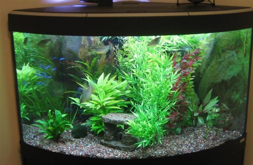 Rated #56: 55 Gallons Planted Tank - I have had this corner unit for about a year.  Equipment includes a Fluval 205 canister filter, Aquaclear powerhead with quickfilter attachment and a heater.  There is also a "cave" in the back corner (cannot be seen in the photo) which the gouramis/loaches use as a retreat.