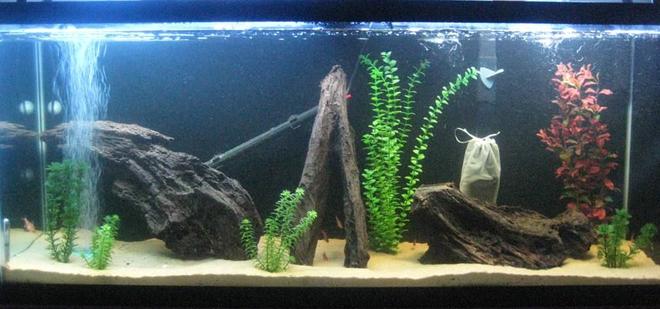 55 gallons freshwater fish tank (mostly fish and non-living decorations) - 55 gal Amazon biotope, less than one month old. 
Sand substrate, real driftwood.
Marineland Penguin 350 Bio Wheel filter with granulated peat media added to soften and color the water.
Black background.
Stealth 250W heater.
Stealth black air tubing.
Lighting is: 48" Satellite 2x65W SunPaq w/Lunar Light

8 Serpae Tetras, 2 Cory cats, 1 pleco.
More to follow as tank ages...