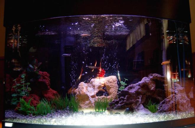 46 gallons freshwater fish tank (mostly fish and non-living decorations) - 46 Gallon Bow