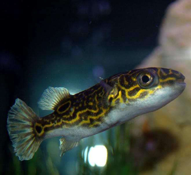 freshwater fish - tetraodon biocellatus - figure 8 puffer stocking in 46 gallons tank - Puffer....before you say anything. I know he's brackish, and he's been around for 6 months plus. I keep the salt a little high, not too high tho. He does well with the cichlids. no one bothers with him.