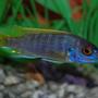 freshwater fish - labidochromis sp. - hongi stocking in 46 gallons tank - Hongi