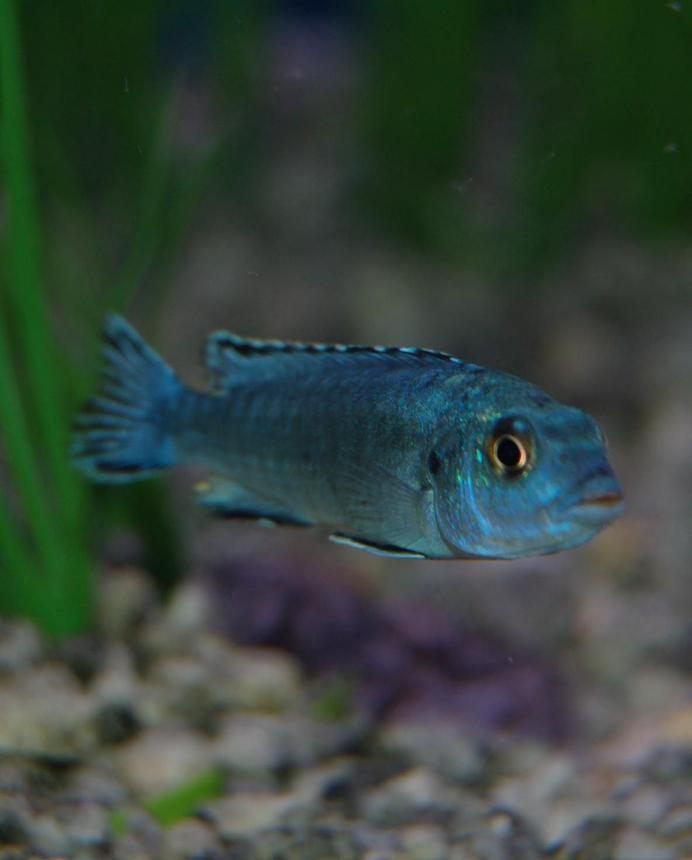 freshwater fish - melanochromis johannii - johanni cichlid stocking in 46 gallons tank - Electric Blue