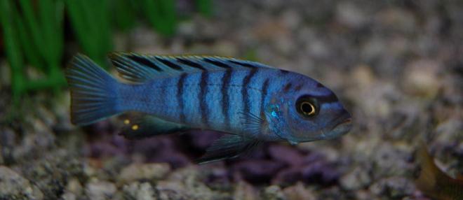 freshwater fish - cynotilapia afra - afra cichlid stocking in 46 gallons tank - Demasoni