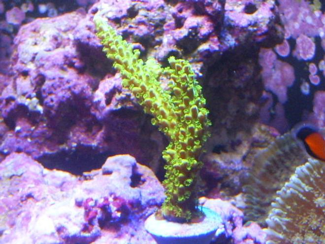 corals inverts - acropora yongei - bali green slimer stocking in 24 gallons tank - Neon green Acro