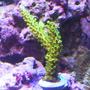 corals inverts - acropora yongei - bali green slimer stocking in 24 gallons tank - Neon green Acro