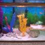 75 gallons freshwater fish tank (mostly fish and non-living decorations) - "Dumpster"s new home a 30 gallon with 2 goldfish he refuses to eat.they are his buddies now.