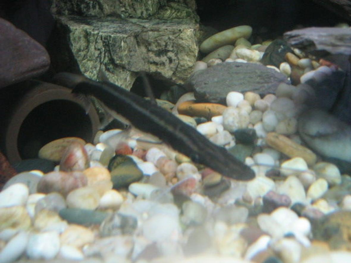 freshwater fish - sorubim lima - lima shovel-nosed cat stocking in 92 gallons tank - Lima Shovelnose . . . . .