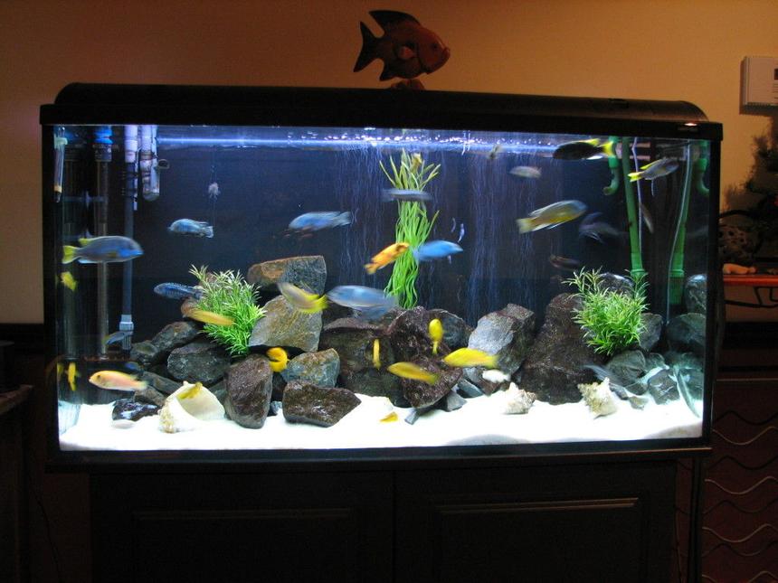 Rated #77: 50 Gallons Freshwater Fish Tank - my 77g with african cichlid