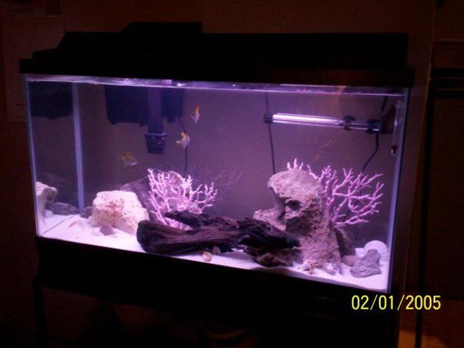 38 gallons freshwater fish tank (mostly fish and non-living decorations) - 38 Gallon brackish water tank. Minimalist design. Sand substrate, dead rock, and fake coral. No plants. Species include mono argtenus and mono sebae. Date on image is incorrect.