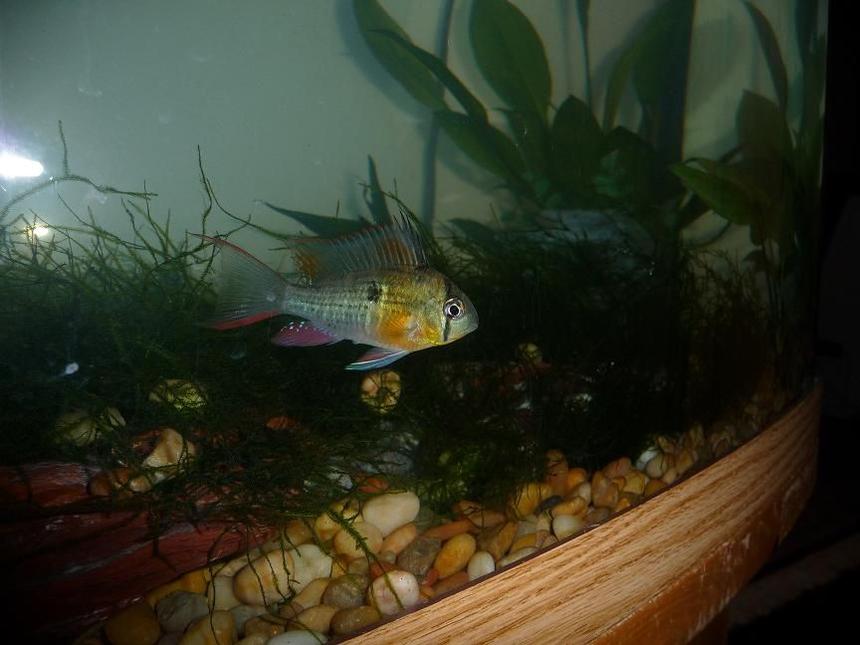 Rated #50: Freshwater Fish - Microgeophagus Altispinosa - Bolivian Ram Stocking In 46 Gallons Tank - one of my bolivian rams