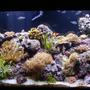 corals inverts stocking in 90 gallons tank - my reef tank
