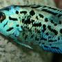 freshwater fish - nandopsis octofasciatum - electric blue jack dempsey stocking in 150 gallons tank - Electric blue jack dempsey
