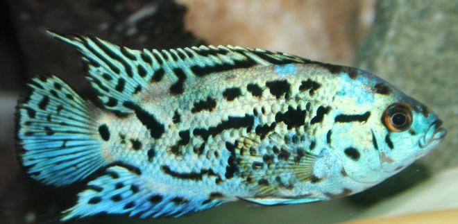 freshwater fish - nandopsis octofasciatum - electric blue jack dempsey stocking in 150 gallons tank - Electric Blue Jack Dempsey