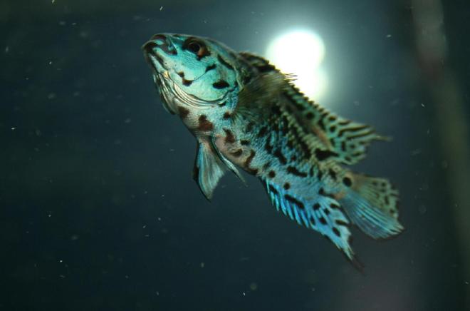 freshwater fish - nandopsis octofasciatum - electric blue jack dempsey stocking in 150 gallons tank - Electric Blue Jack Dempsey