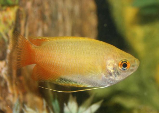 freshwater fish - colisa chuna - honey dwarf gourami stocking in 150 gallons tank - Dwarf Honey Gourami