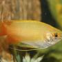 freshwater fish - colisa chuna - honey dwarf gourami stocking in 150 gallons tank - Dwarf Honey Gourami