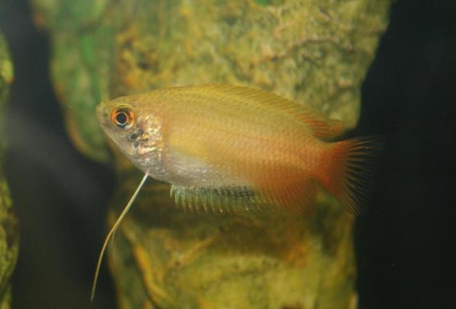 freshwater fish - colisa chuna - honey dwarf gourami stocking in 150 gallons tank - Dwarf Honey Gourami