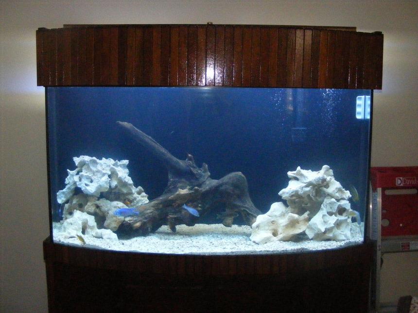 Rated #1549: 90 Gallons Freshwater Fish Tank - 90 gallons african mixed tank