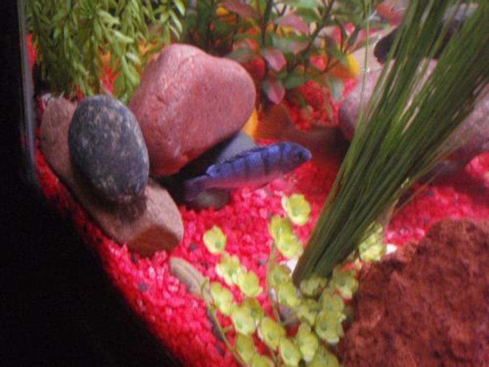 freshwater fish - metriaclima lombardoi - kenyi cichlid stocking in 29 gallons tank - blue Kenyi