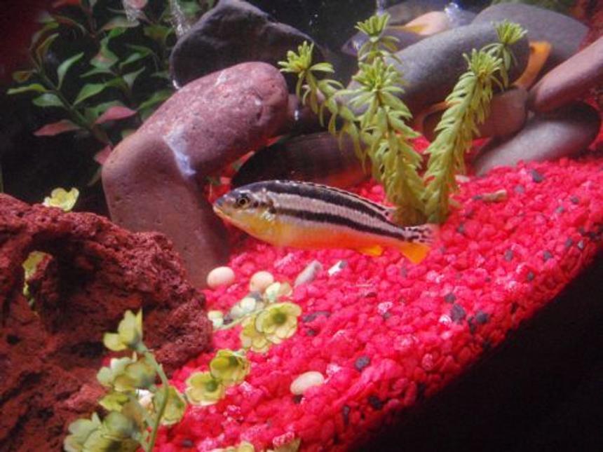 Rated #1018: Freshwater Fish - Melanochromis Auratus - Auratus Cichlid Stocking In 29 Gallons Tank - Malawi golden