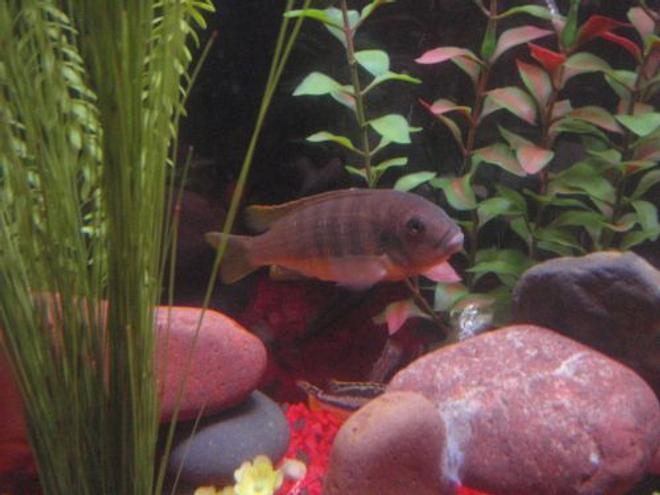 freshwater fish stocking in 29 gallons tank - im not to sure what it is