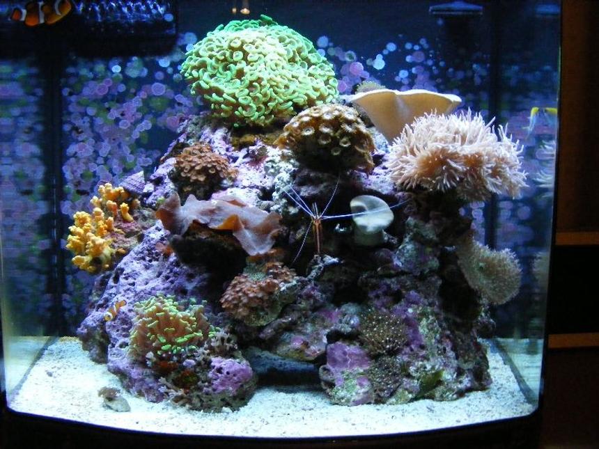 Rated #35: 24 Gallons Reef Tank - latest