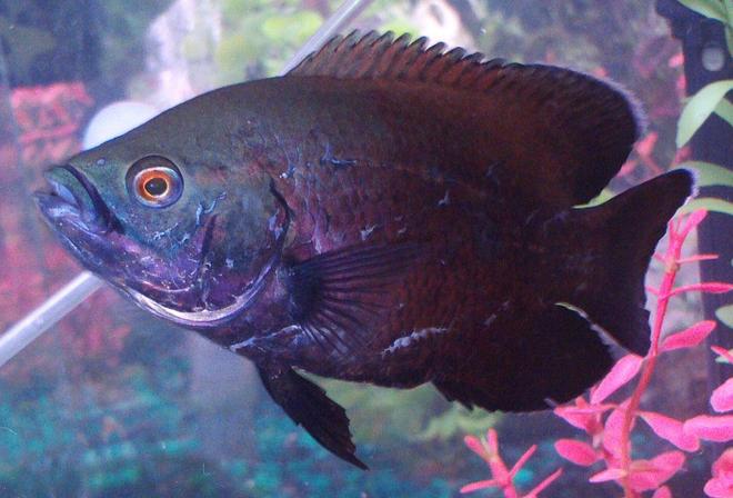 freshwater fish - astronotus ocellatus - red oscar stocking in 90 gallons tank - Red Oscar aka Soul Sister Red            Up close and peronal Soul Sister Red takes a closer look for some eye candy