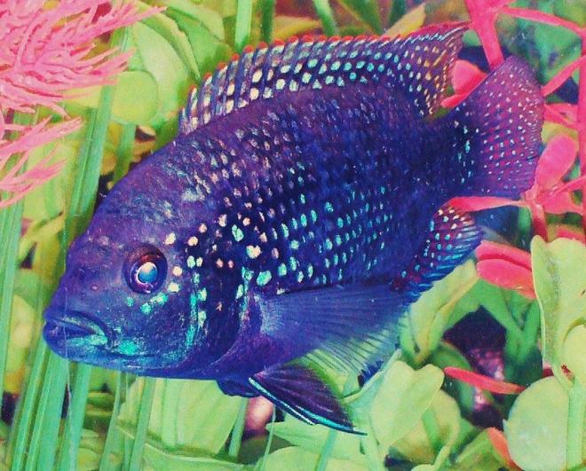 freshwater fish - nandopsis octofasciatum - jack dempsey stocking in 90 gallons tank - Jack Dempsey aka Aztec Warrior