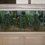 fish tank picture - My Custom Made 75 Gallon All Glass African Cichlid Tank.
