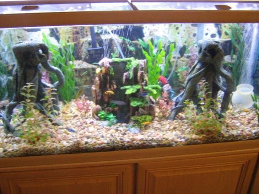 Rated #3467: 75 Gallons Freshwater Fish Tank - Another Shot Of My Tank With The Tree Roots That Give Plenty Of Caves And Hide Spots For The Cichlids.