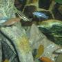 freshwater fish - melanochromis auratus - auratus cichlid stocking in 75 gallons tank - Africans