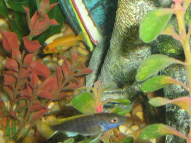 freshwater fish - neolamprologus leleupi - orange leleupi cichlid stocking in 75 gallons tank - My Favorite One In The Tank Love His or Her Color.