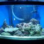 70 gallons saltwater fish tank (mostly fish, little/no live coral) - 70 gal bowfront, fx5, 380 watt metal halide / pc combo, remora with mag drive 3, approx 40 lbs live rock and 80 lbs lvie sand, astrea, nassarious and turbo snails with scarlet and blue leg hermits. Coral beauty angel and black and white oscellaris