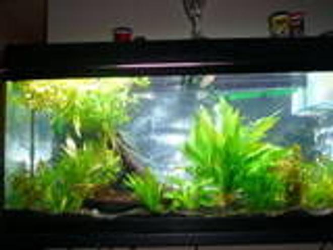 55 gallons planted tank (mostly live plants and fish) - planted 55 gal tank