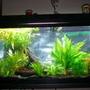 55 gallons planted tank (mostly live plants and fish) - planted 55 gal tank