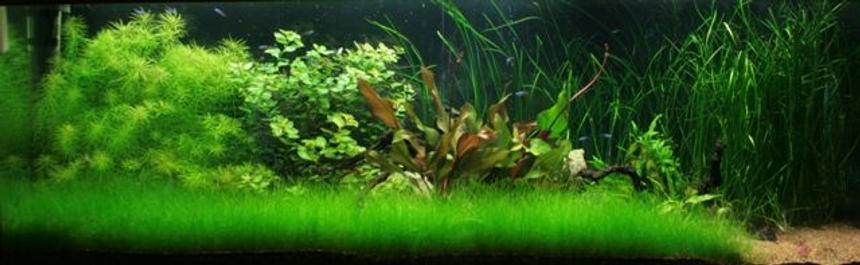 Rated #42: 180 Gallons Planted Tank - 180g Planted