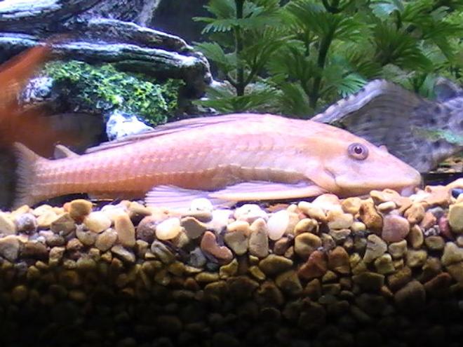 freshwater fish - glyptoperichthys gibbiceps - sailfin pleco (l-83) stocking in 55 gallons tank - idk