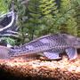freshwater fish - glyptoperichthys gibbiceps - sailfin pleco (l-83) stocking in 55 gallons tank - coming soon