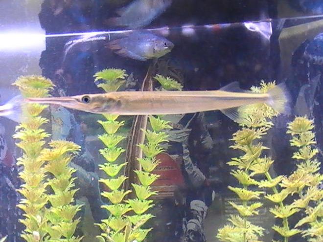 freshwater fish - xenentodon cancila - needle nose gar stocking in 55 gallons tank - coming