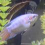freshwater fish - macropodus opercularis - blue paradise stocking in 55 gallons tank - coming