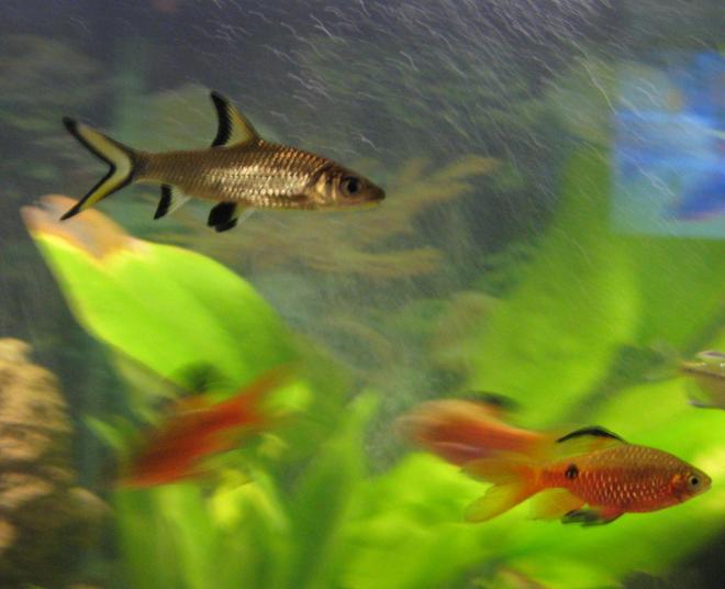 freshwater fish - balantiocheilus melanopterus - bala shark stocking in 75 gallons tank - Bala Shark, Rosey Barb