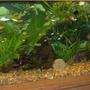 75 gallons planted tank (mostly live plants and fish) - I hope to get input on my tank and advise on taking better photos. I chose not to have ceiling to floor, wall to wall plants. I like a balance of fish decorations and plants.