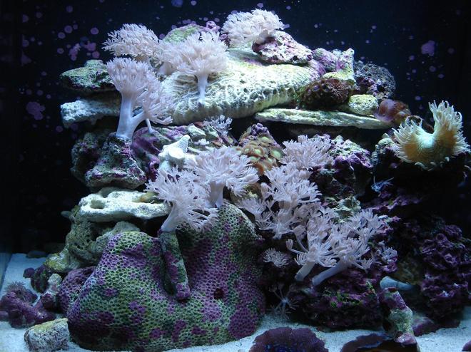 corals inverts - catalaphyllia jardinei - elegance coral stocking in 76 gallons tank - 24 gallon nano