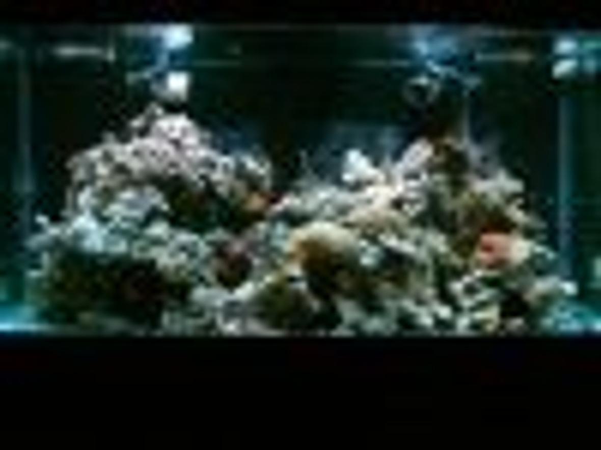 125 gallons reef tank (mostly live coral and fish) - my tank